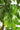 Close-up of green leaves with prominent parallel veins on a branch, photographed against a bright white background.