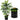 An artificial palm tree with green fronds in a black faceted pot, shown on a white background with a circular inset detail of the pot and foliage.