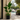 A large potted tropical houseplant with broad green leaves stands in a modern black geometric planter on a sunlit patio beside a pool and lounge chairs.
